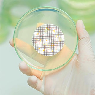 Petri dish with microorganisms killed with uv lamp
